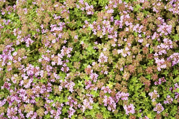 Gerahmter Druck : Thymus praecox Gerahmter Druck : Thymus praecox