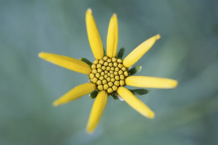 Gerahmter Druck : Ticksenne (Coreopsis) Gerahmter Druck : Ticksenne (Coreopsis)