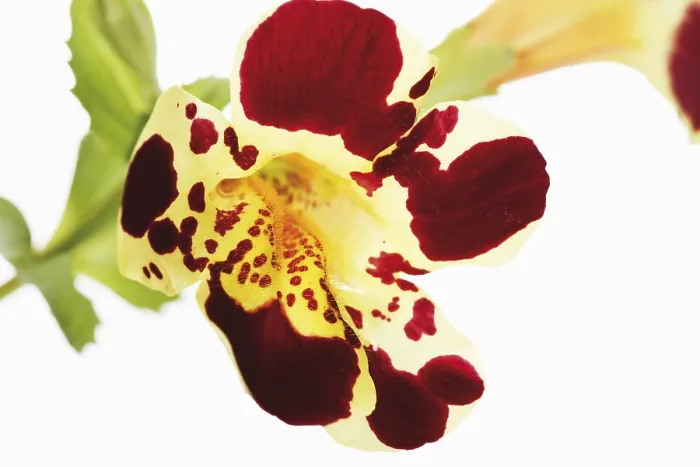 Gerahmter Druck : Tiger-Monkey-Blume (Mimulus tigrinus) Gerahmter Druck : Tiger-Monkey-Blume (Mimulus tigrinus)