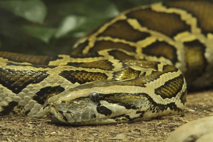 Gerahmter Druck : Tigerpython (Python molurus), in Gefangenschaft. Gerahmter Druck : Tigerpython (Python molurus), in Gefangenschaft.