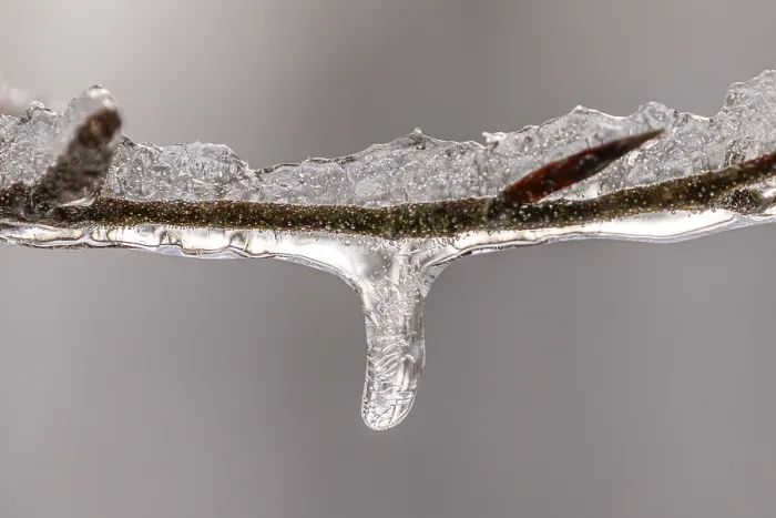 Gerahmter Druck : Winzige Eiszapfen an einem Buchenast im Winter. Gerahmter Druck : Winzige Eiszapfen an einem Buchenast im Winter.