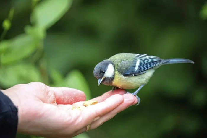 Gerahmter Druck : Tit isst aus der Hand. Gerahmter Druck : Tit isst aus der Hand.