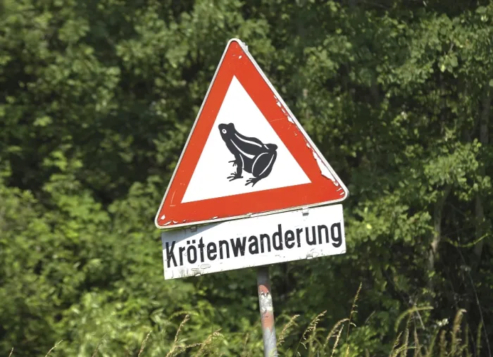 Gerahmter Druck : Krötenwanderung oder Froschwanderung Gerahmter Druck : Krötenwanderung oder Froschwanderung