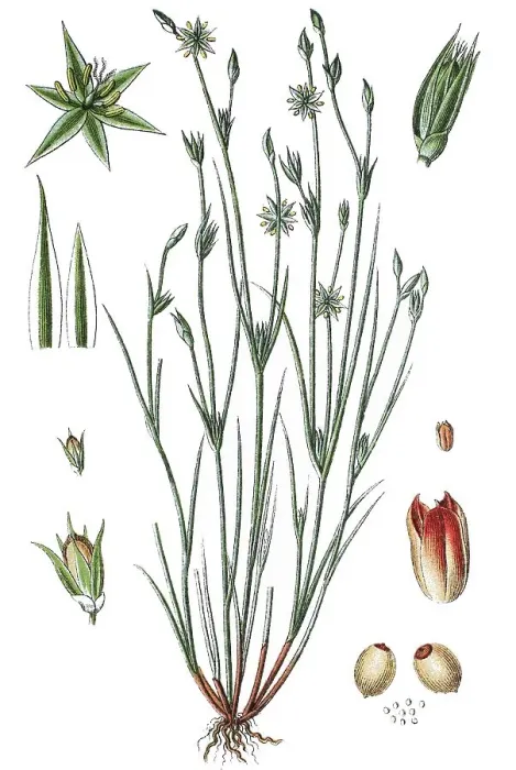 Gerahmter Druck : Riesenschaumkraut, Arzneipflanze Gerahmter Druck : Riesenschaumkraut, Arzneipflanze