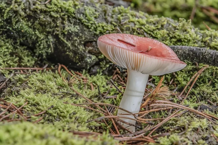 Gerahmter Druck : Pilz in Mischwald. Gerahmter Druck : Pilz in Mischwald.