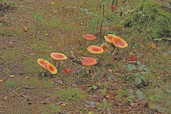 Gerahmter Druck : Toadstools Gerahmter Druck : Toadstools