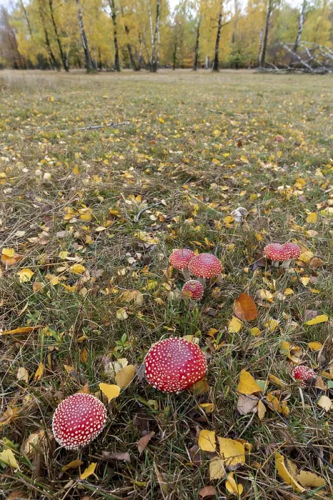 Gerahmter Druck : Pilze in einem Herbstfeld.