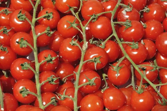 Gerahmter Druck : Tomato Gerahmter Druck : Tomato