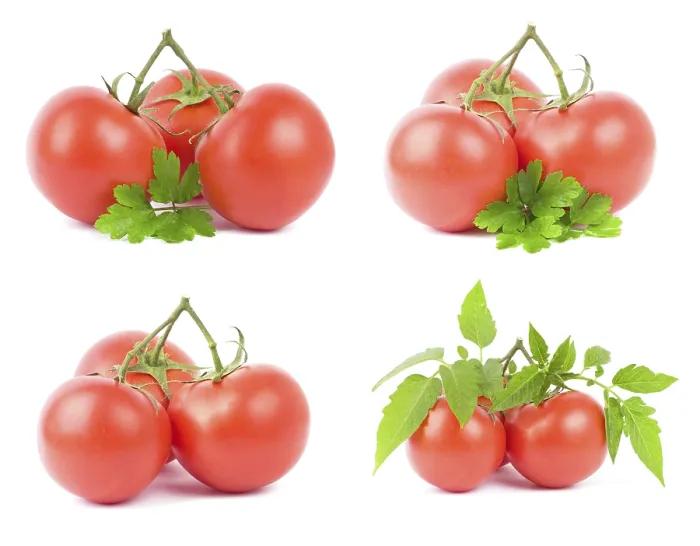 Gerahmter Druck : Tomato Gerahmter Druck : Tomato