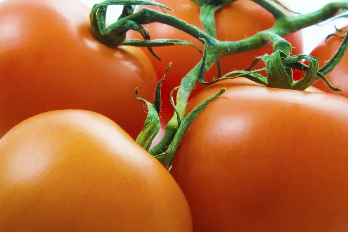 Gerahmter Druck : Tomatenhintergrund Gerahmter Druck : Tomatenhintergrund