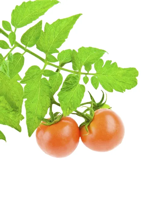 Gerahmter Druck : Tomate mit Blättern von Tomaten. Gerahmter Druck : Tomate mit Blättern von Tomaten.