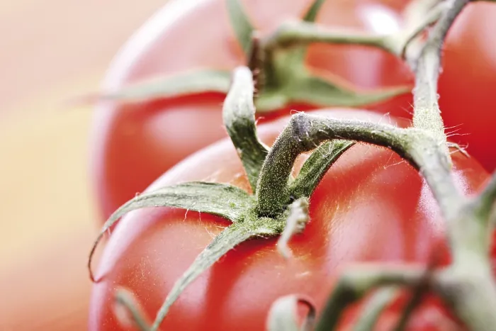 Gerahmter Druck : Tomatenähre, Detail. Gerahmter Druck : Tomatenähre, Detail.