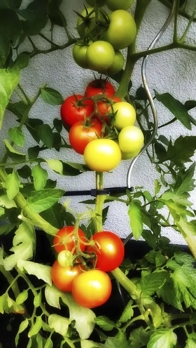 Gerahmter Druck : Tomatenpflanze Gerahmter Druck : Tomatenpflanze