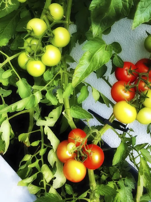 Gerahmter Druck : Tomatenpflanze Gerahmter Druck : Tomatenpflanze