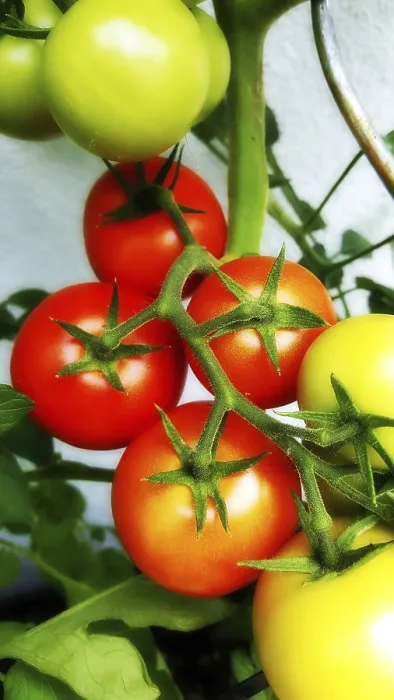 Gerahmter Druck : Tomatenpflanze Gerahmter Druck : Tomatenpflanze