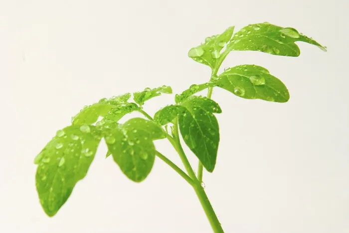 Gerahmter Druck : Tomatenpflanzen Gerahmter Druck : Tomatenpflanzen