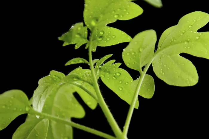 Gerahmter Druck : Tomatenpflanzen Gerahmter Druck : Tomatenpflanzen
