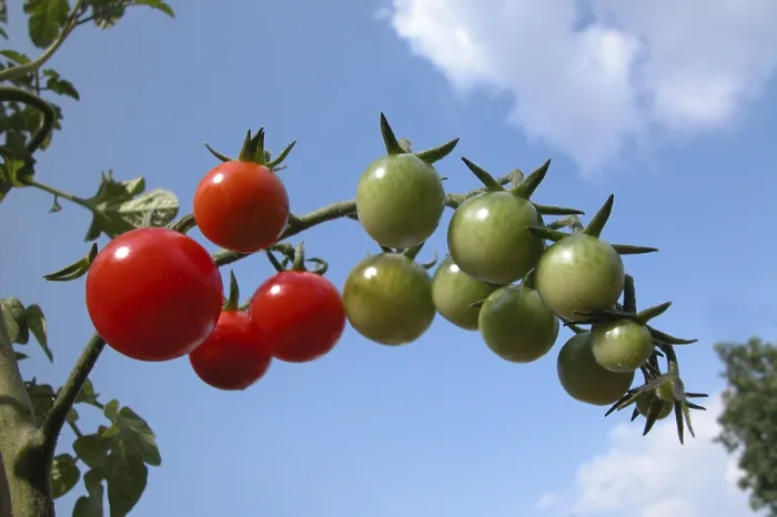 Gerahmter Druck : Tomatoes Gerahmter Druck : Tomatoes