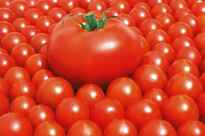 Gerahmter Druck : Tomatoes Gerahmter Druck : Tomatoes
