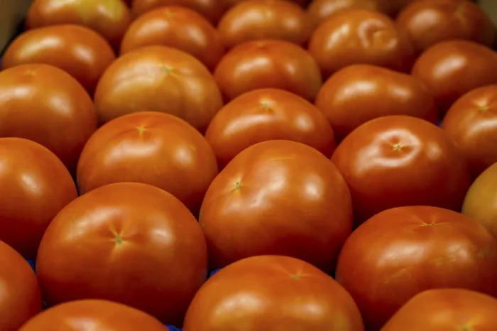 Gerahmter Druck : Tomatoes Gerahmter Druck : Tomatoes