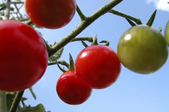 Gerahmter Druck : Tomatoes Gerahmter Druck : Tomatoes