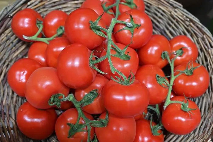 Gerahmter Druck : Tomatoes Gerahmter Druck : Tomatoes