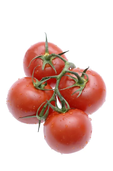Gerahmter Druck : Tomatoes Gerahmter Druck : Tomatoes