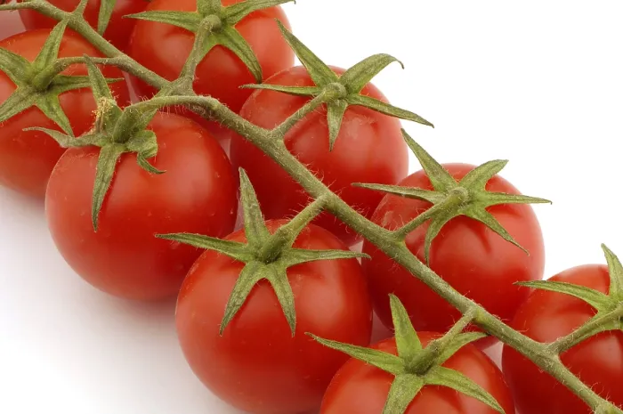 Gerahmter Druck : Tomatoes Gerahmter Druck : Tomatoes