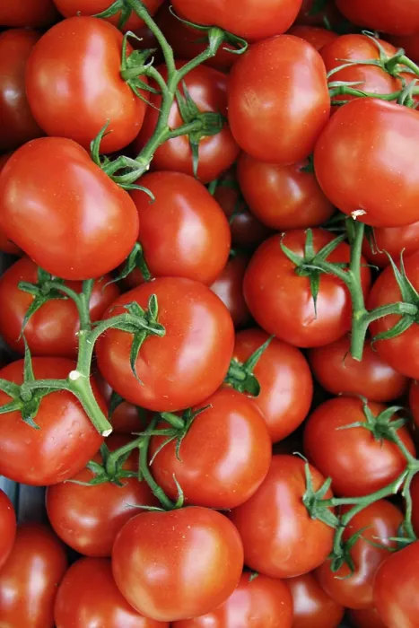 Gerahmter Druck : Tomatoes Gerahmter Druck : Tomatoes