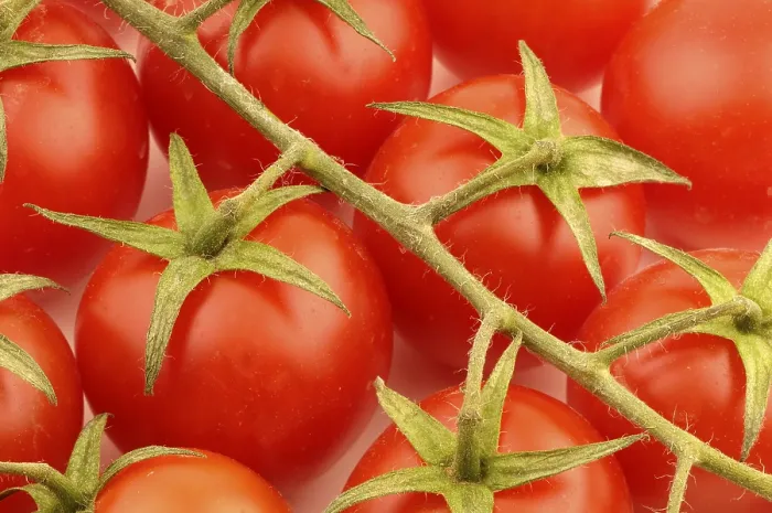 Gerahmter Druck : Tomatoes Gerahmter Druck : Tomatoes