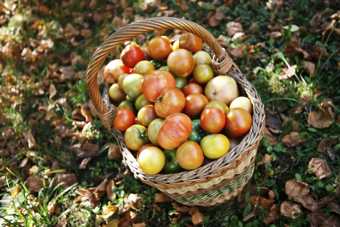 Gerahmter Druck : Tomaten in einem Korb. Gerahmter Druck : Tomaten in einem Korb.