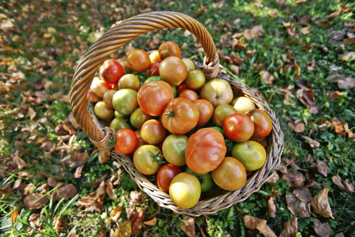 Gerahmter Druck : Tomaten in einem Korb. Gerahmter Druck : Tomaten in einem Korb.