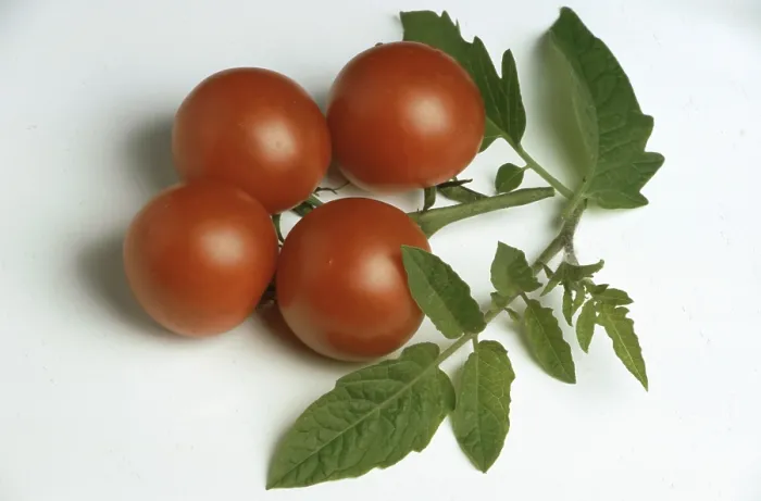 Gerahmter Druck : Tomaten, Cocktail-Tomaten Gerahmter Druck : Tomaten, Cocktail-Tomaten