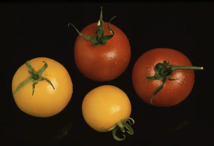 Gerahmter Druck : Tomaten, Cocktailtomaten Gerahmter Druck : Tomaten, Cocktailtomaten