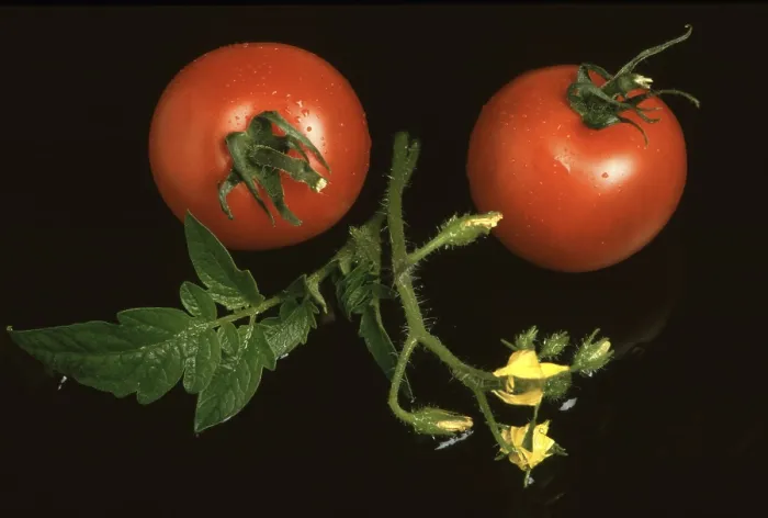 Gerahmter Druck : Tomaten, Cocktailtomaten. Gerahmter Druck : Tomaten, Cocktailtomaten.