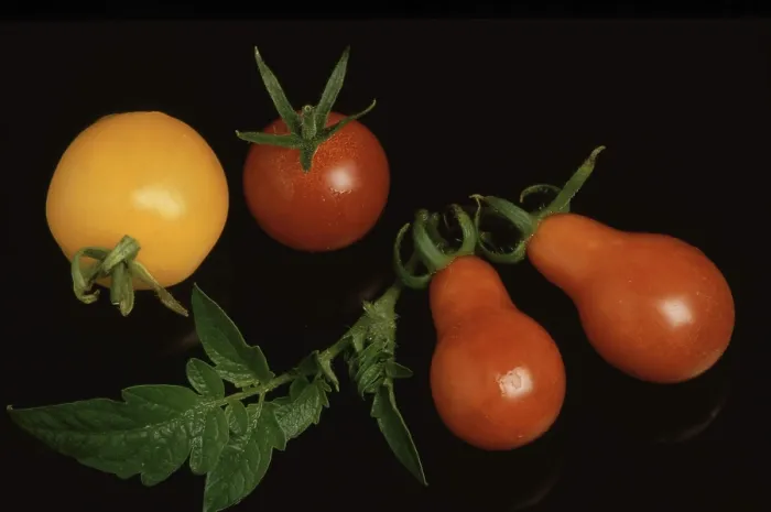Gerahmter Druck : Tomaten, Cocktail-Tomaten Gerahmter Druck : Tomaten, Cocktail-Tomaten
