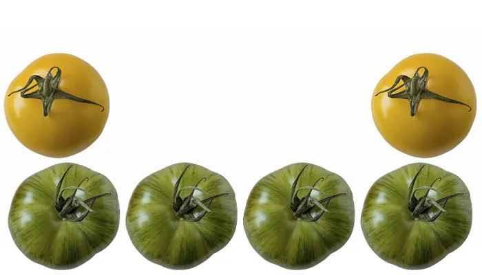 Gerahmter Druck : Tomaten, mit Texträumlichkeiten bepflanzt. Gerahmter Druck : Tomaten, mit Texträumlichkeiten bepflanzt.