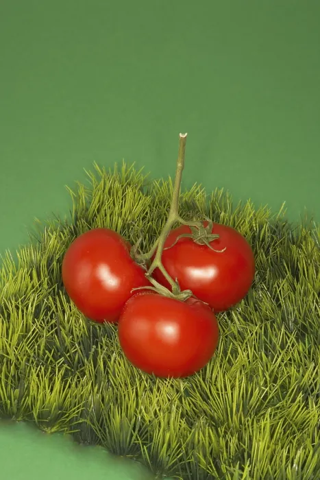 Gerahmter Druck : Tomaten auf einem Stück Gras. Gerahmter Druck : Tomaten auf einem Stück Gras.