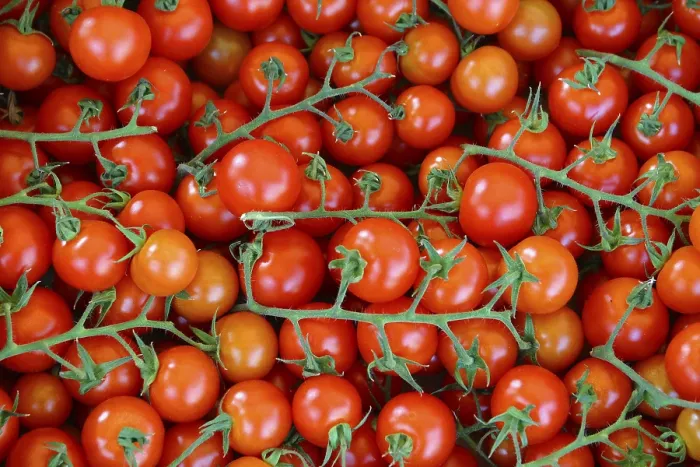 Gerahmter Druck : Tomaten, Tomate. Gerahmter Druck : Tomaten, Tomate.