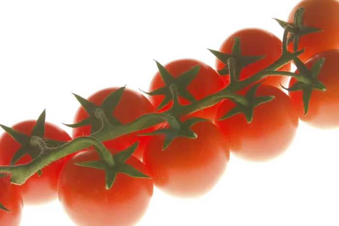 Gerahmter Druck : Tomatos Gerahmter Druck : Tomatos