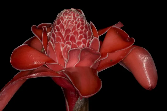 Gerahmter Druck : Torch Ginger oder Emperors Scepter Gerahmter Druck : Torch Ginger oder Emperors Scepter