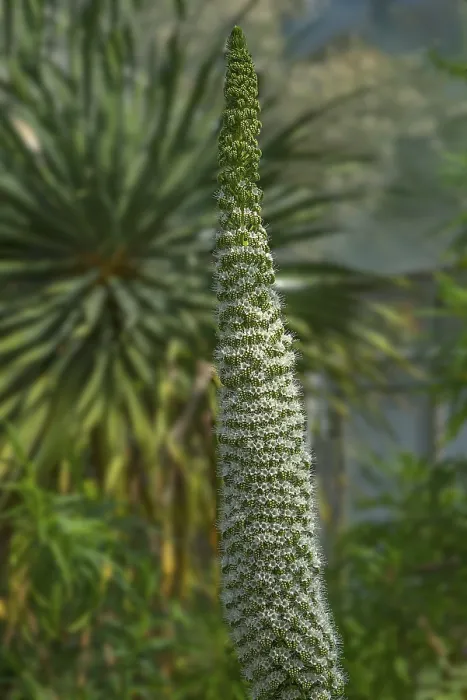 Gerahmter Druck : Turm der Edelsteine (Echium simplex) Gerahmter Druck : Turm der Edelsteine (Echium simplex)