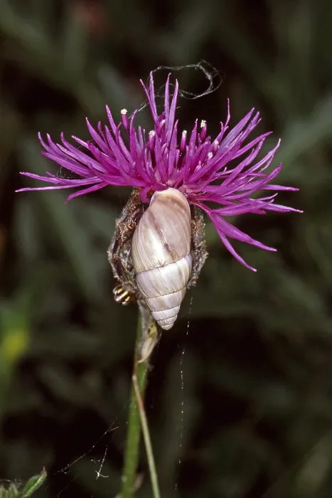 Gerahmter Druck : Turmschnecke Gerahmter Druck : Turmschnecke