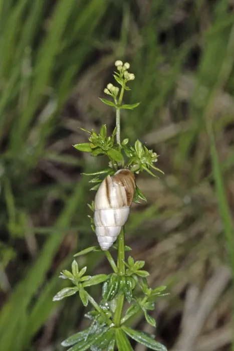 Gerahmter Druck : Turmschnecke Gerahmter Druck : Turmschnecke