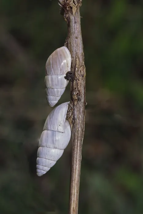 Gerahmter Druck : Turmschnecke Gerahmter Druck : Turmschnecke