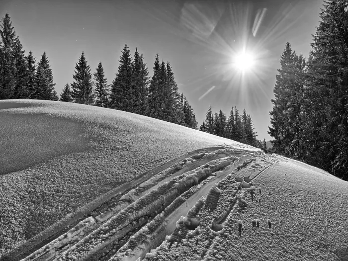 Gerahmter Druck : Spur von Skiern vor Bäumen Gerahmter Druck : Spur von Skiern vor Bäumen