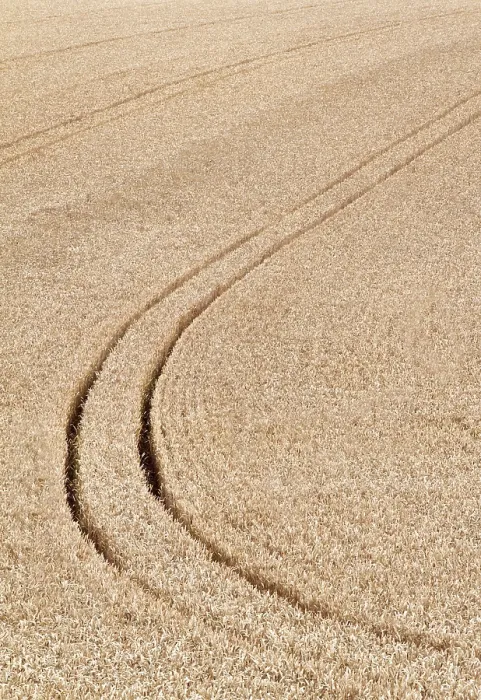 Gerahmter Druck : Spuren eines Traktors in einem Getreidefeld Österreich. Gerahmter Druck : Spuren eines Traktors in einem Getreidefeld Österreich.