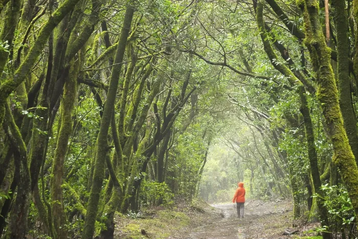 Gerahmter Druck : Weg im Wolkenwald, Lorbeerwald. Gerahmter Druck : Weg im Wolkenwald, Lorbeerwald.