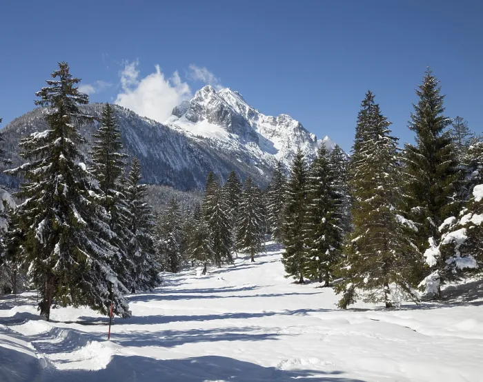 Gerahmter Druck : Durch Schneebäume bestandener Wald. Gerahmter Druck : Durch Schneebäume bestandener Wald.