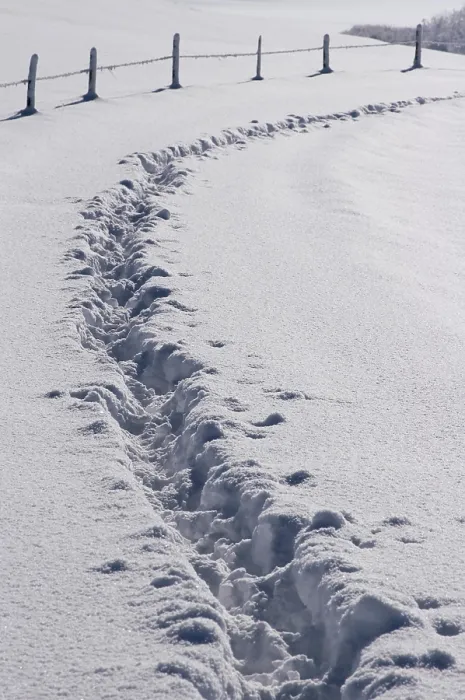 Gerahmter Druck : Spuren im tiefen Schnee.